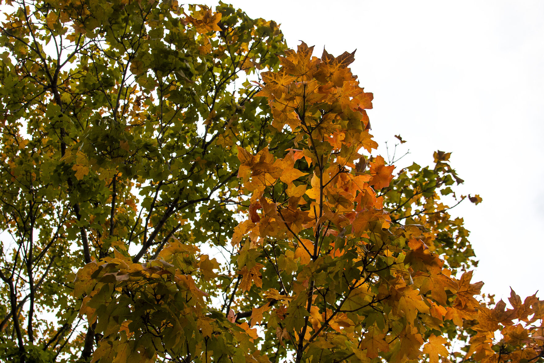 FEELS LIKE FALL
